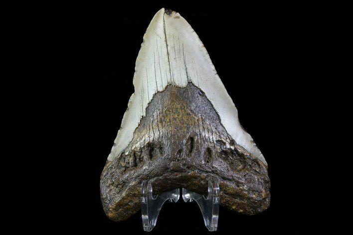 Bargain, Megalodon Tooth - North Carolina #76232